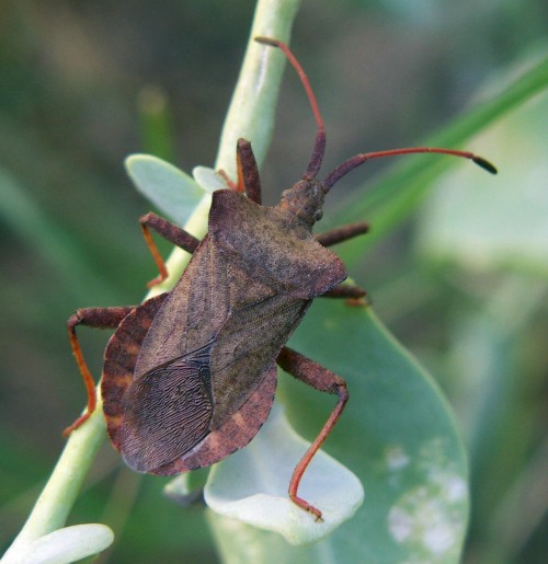 Coreus marginatus ?